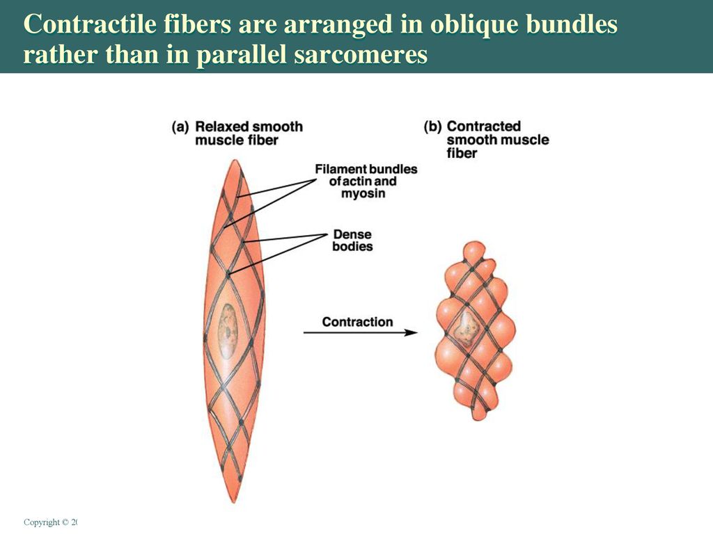 Contractile fibers are arranged in oblique bundles rather than in parallel sarcomeres