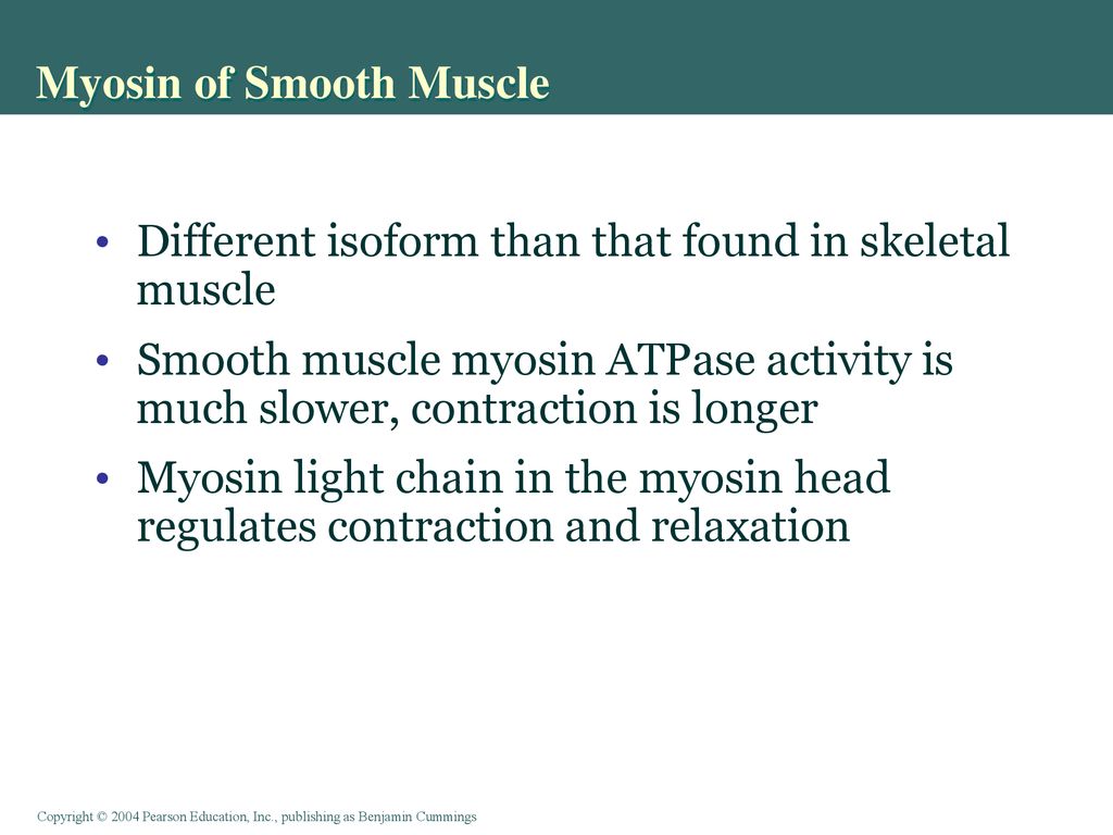 Myosin of Smooth Muscle