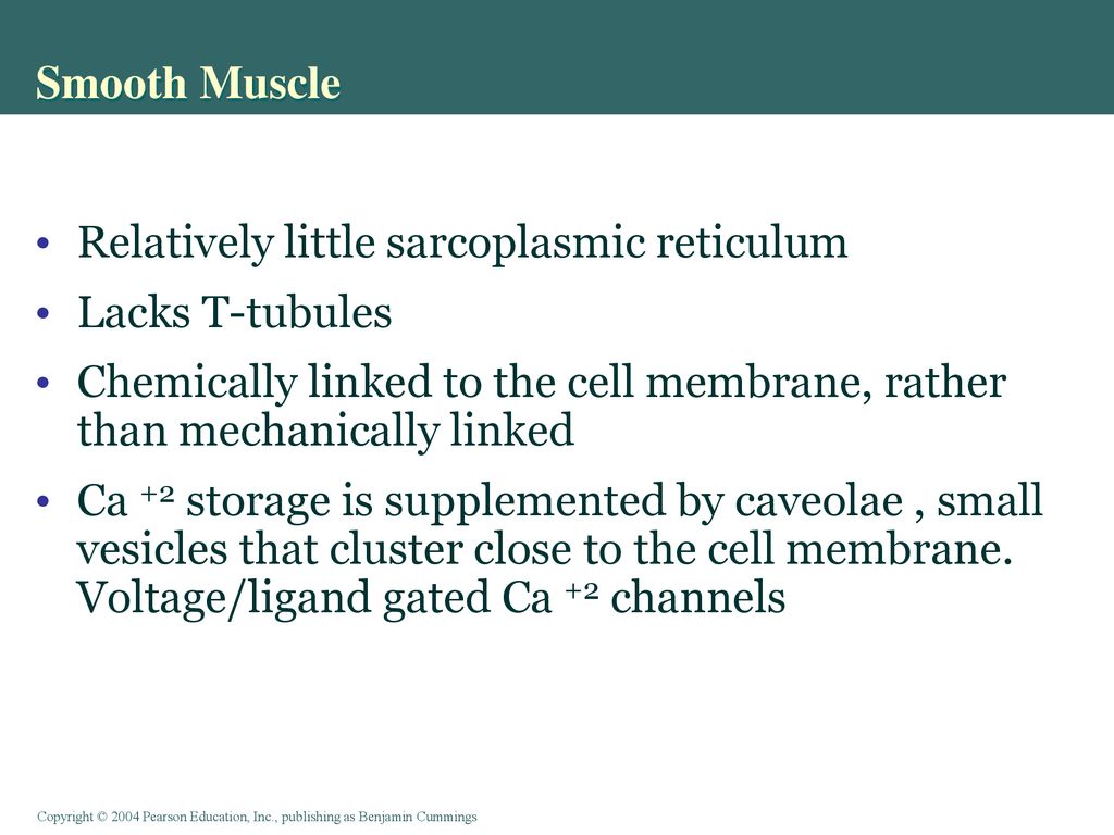 Smooth Muscle Relatively little sarcoplasmic reticulum Lacks T-tubules