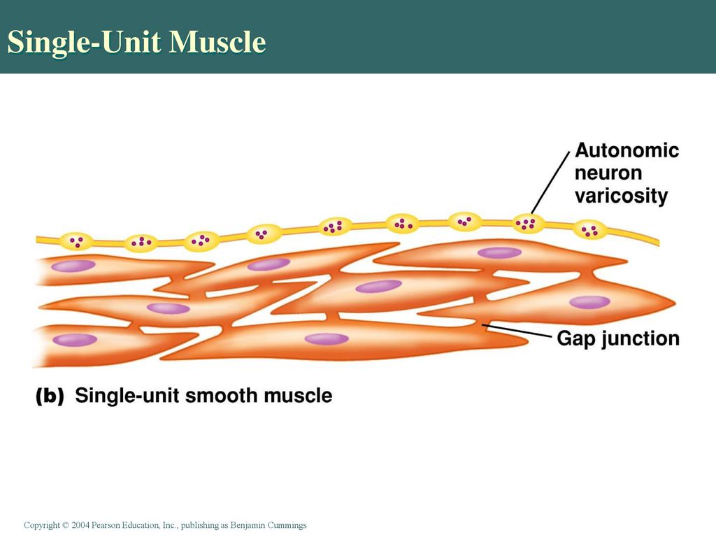 Single-Unit Muscle