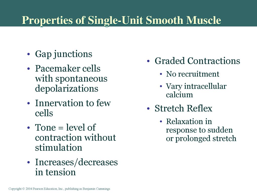 Properties of Single-Unit Smooth Muscle