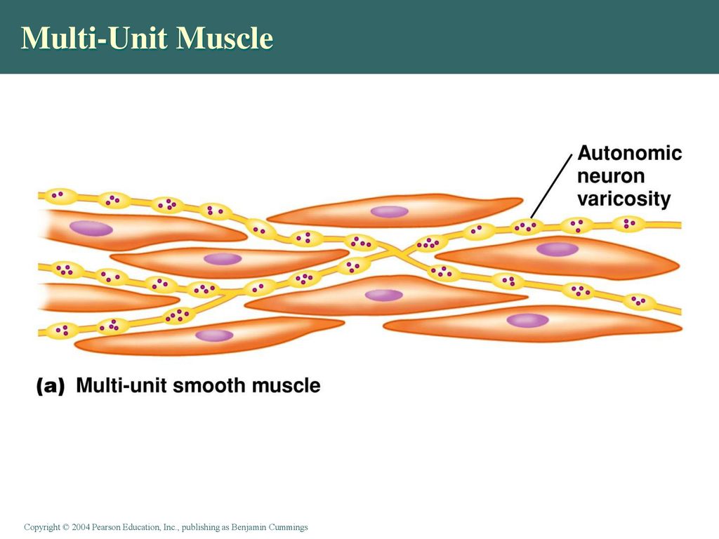 Multi-Unit Muscle