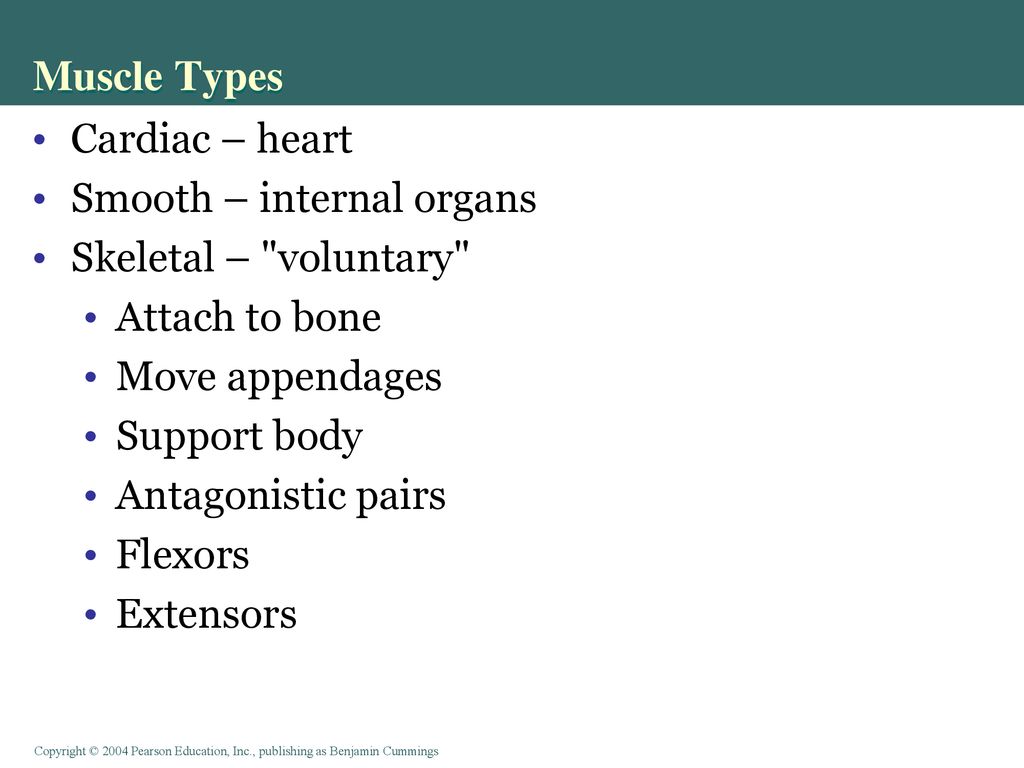 Muscle Types Cardiac – heart Smooth – internal organs
