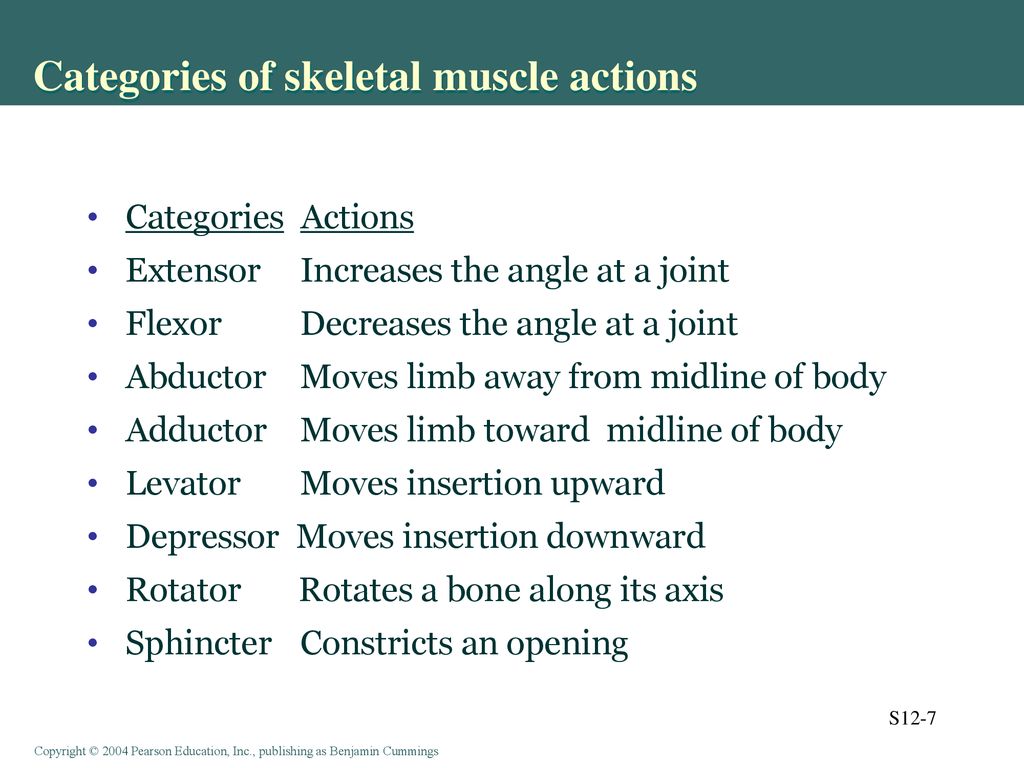 Categories of skeletal muscle actions