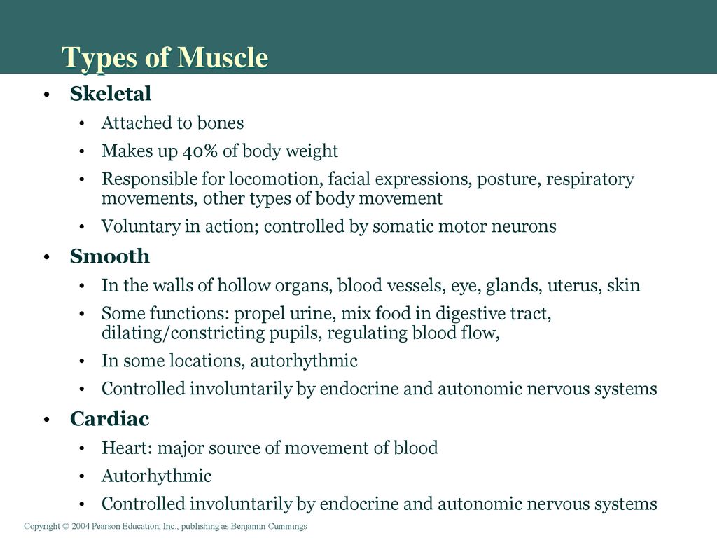Types of Muscle Skeletal Smooth Cardiac Attached to bones