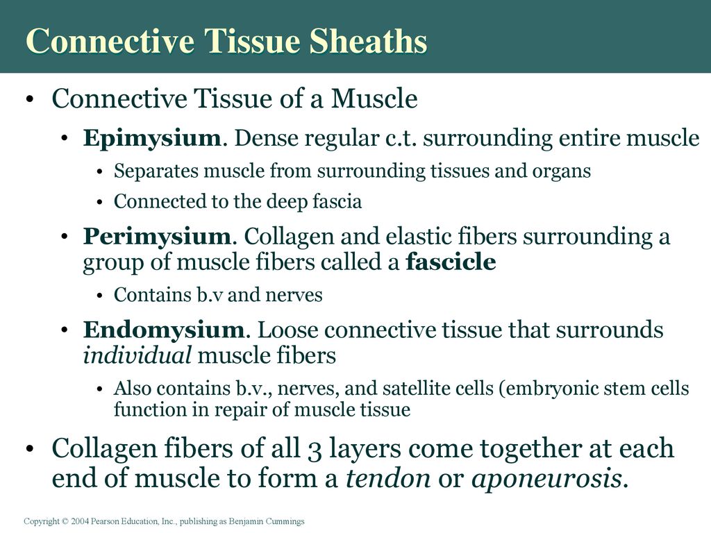 Connective Tissue Sheaths