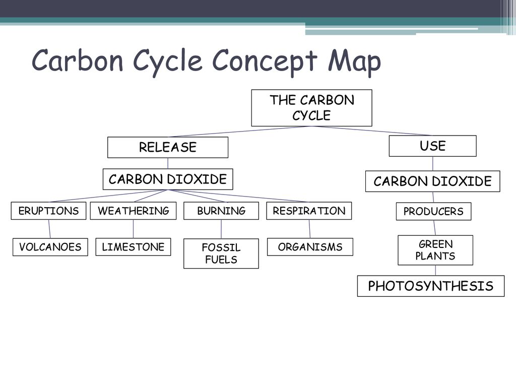 Carbon Lab The Carbon Cycle Ppt Download