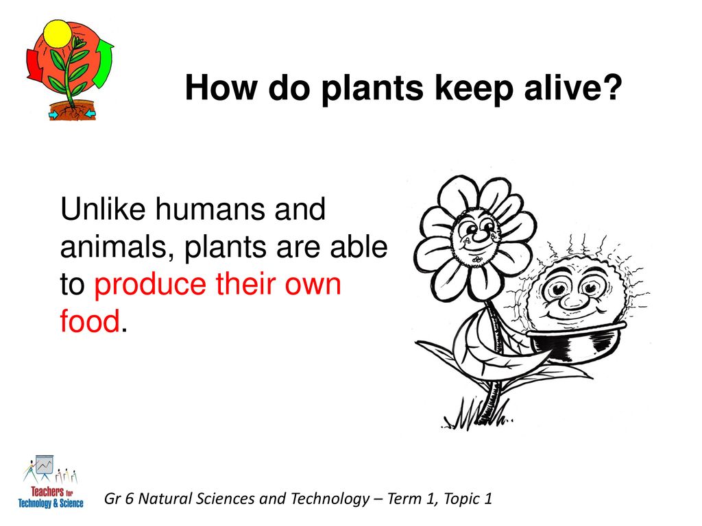 Natural Sciences and Technology Grade 6 - ppt download