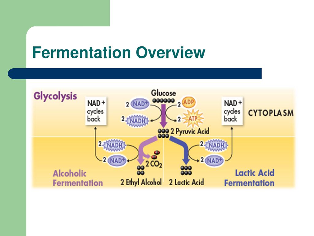 Chapter 8: Photosynthesis - ppt download