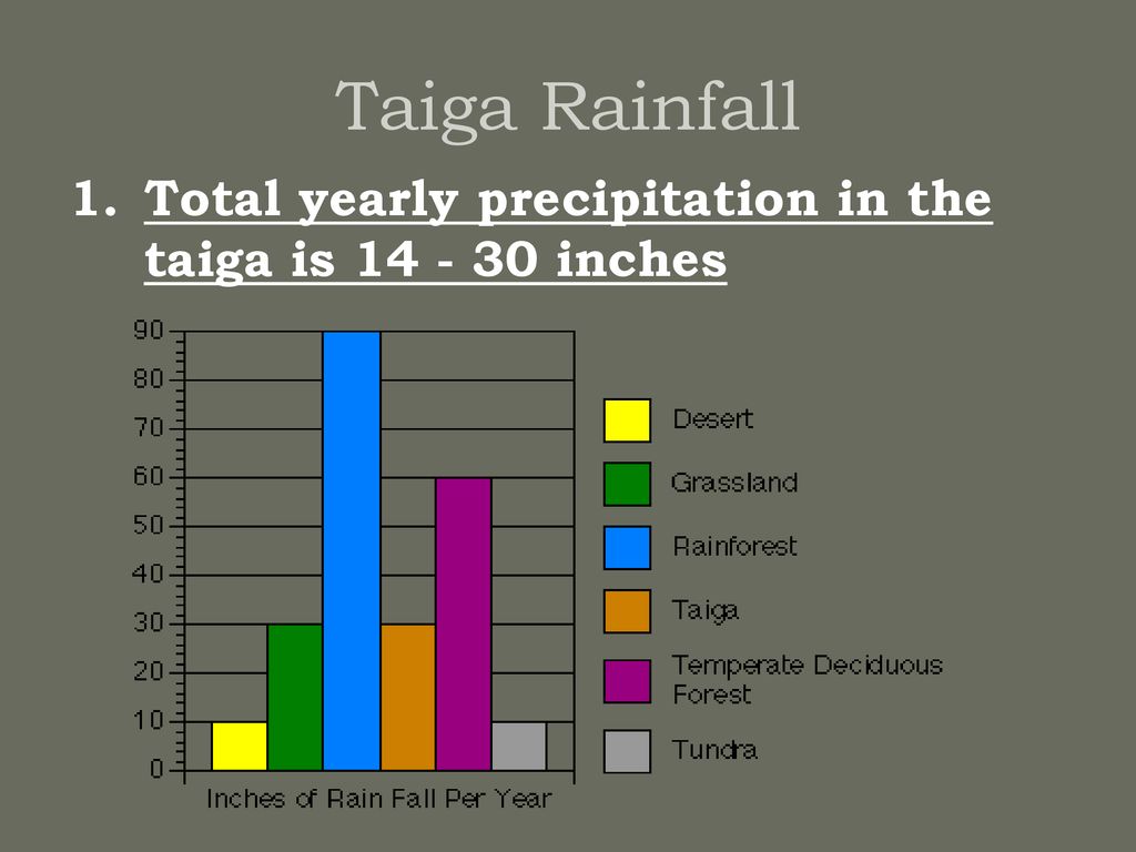 taiga rainfall