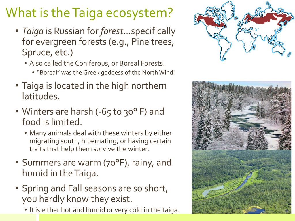 Taiga Biome, Definition, Plants & Animals - Video & Lesson Transcript