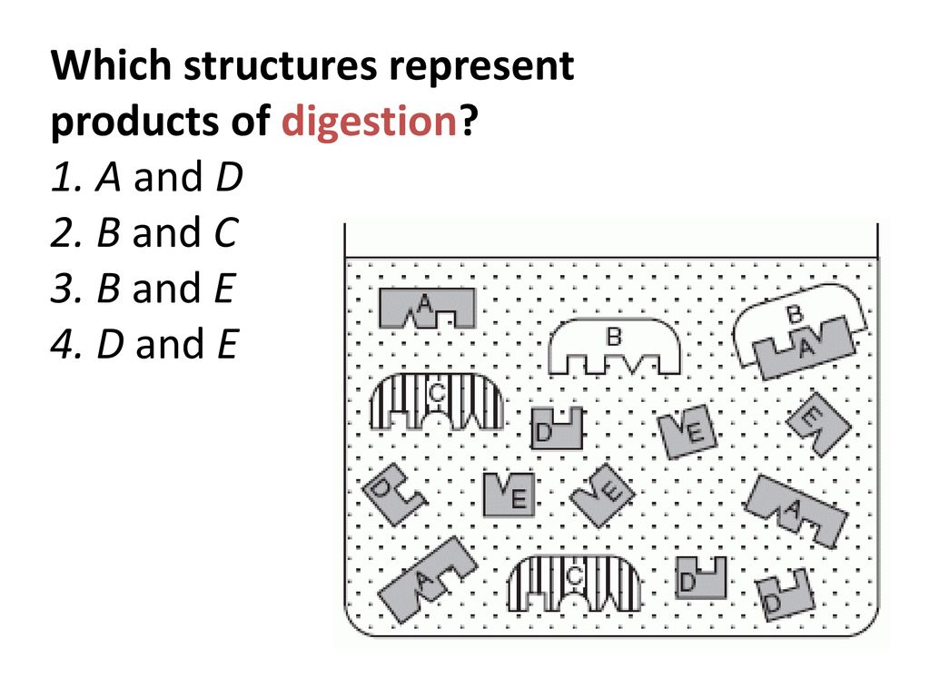 Which structures represent products of digestion