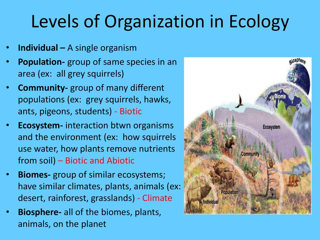 ECOLOGY. - ppt download