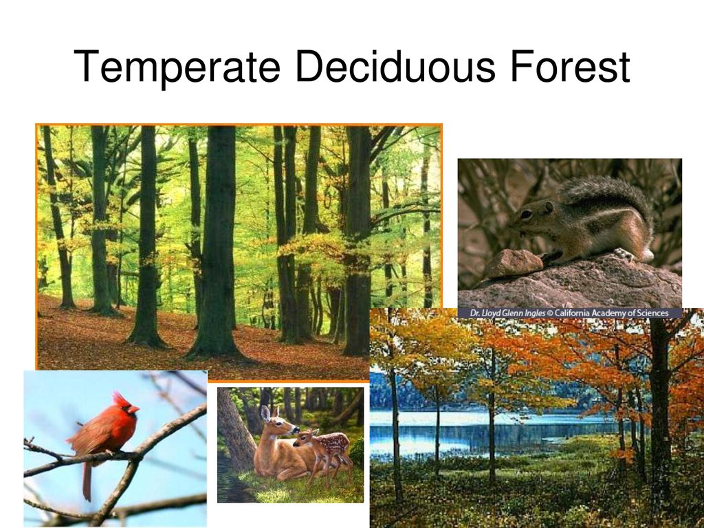 Biomes of the World Objective To learn the characteristics that make Biomes of the World Objective To learn the characteristics that make