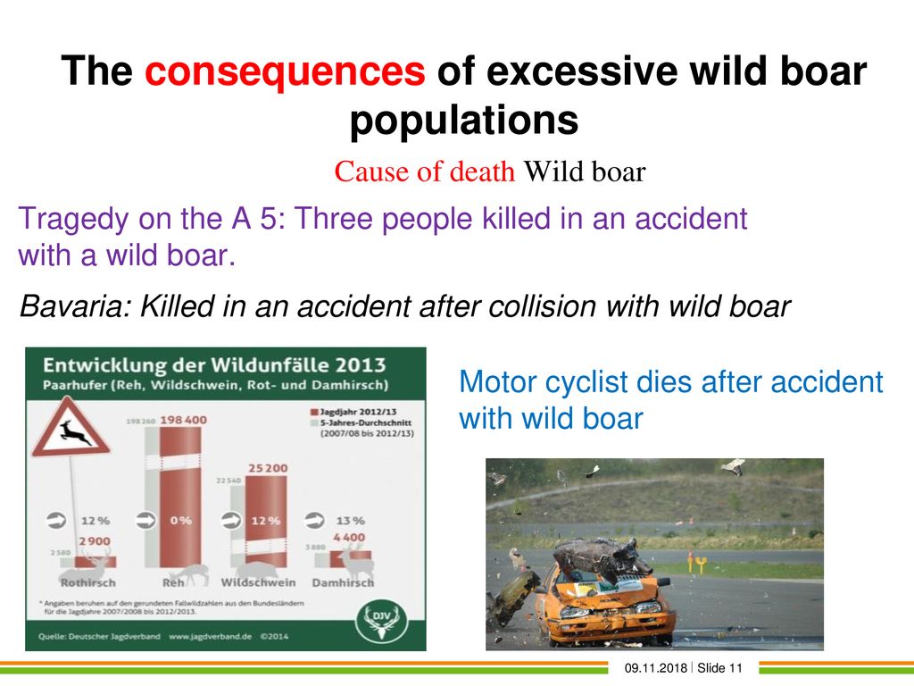 Cause of death Wild boar