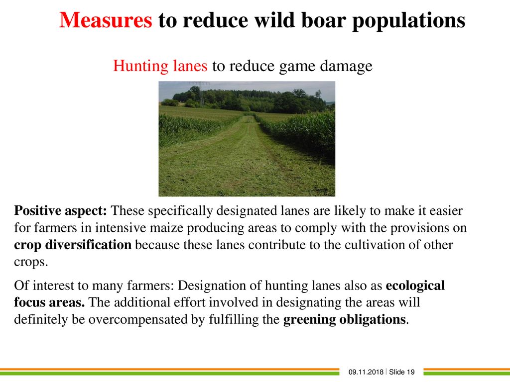 Measures to reduce wild boar populations