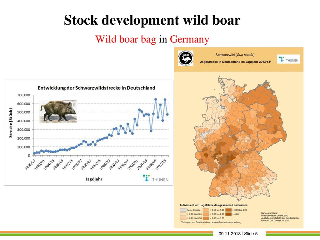 Stock development wild boar Wild boar bag in Germany