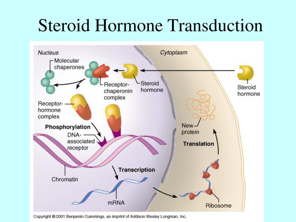 Clinical Anatomy Tony Serino, Ph.D. - ppt download