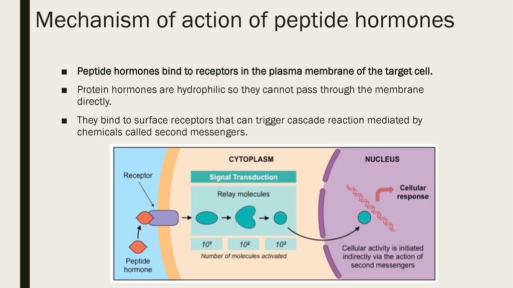 Mechanism of action of peptide hormones.