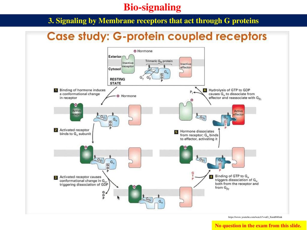 3. Signaling by Membrane receptors that act through G proteins