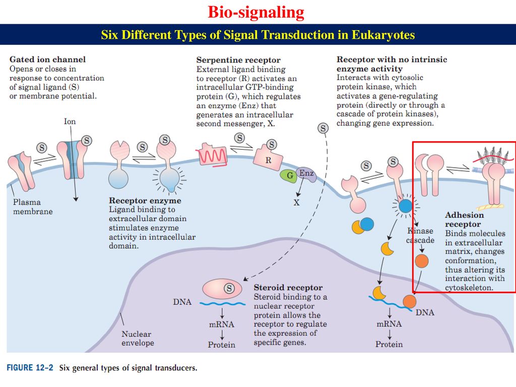 Six Different Types of Signal Transduction in Eukaryotes