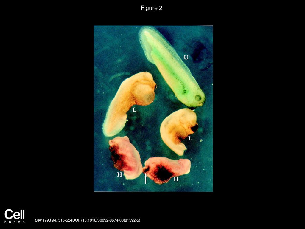 Figure 2 The Phenotype of Maternal VegT-Depleted Embryos