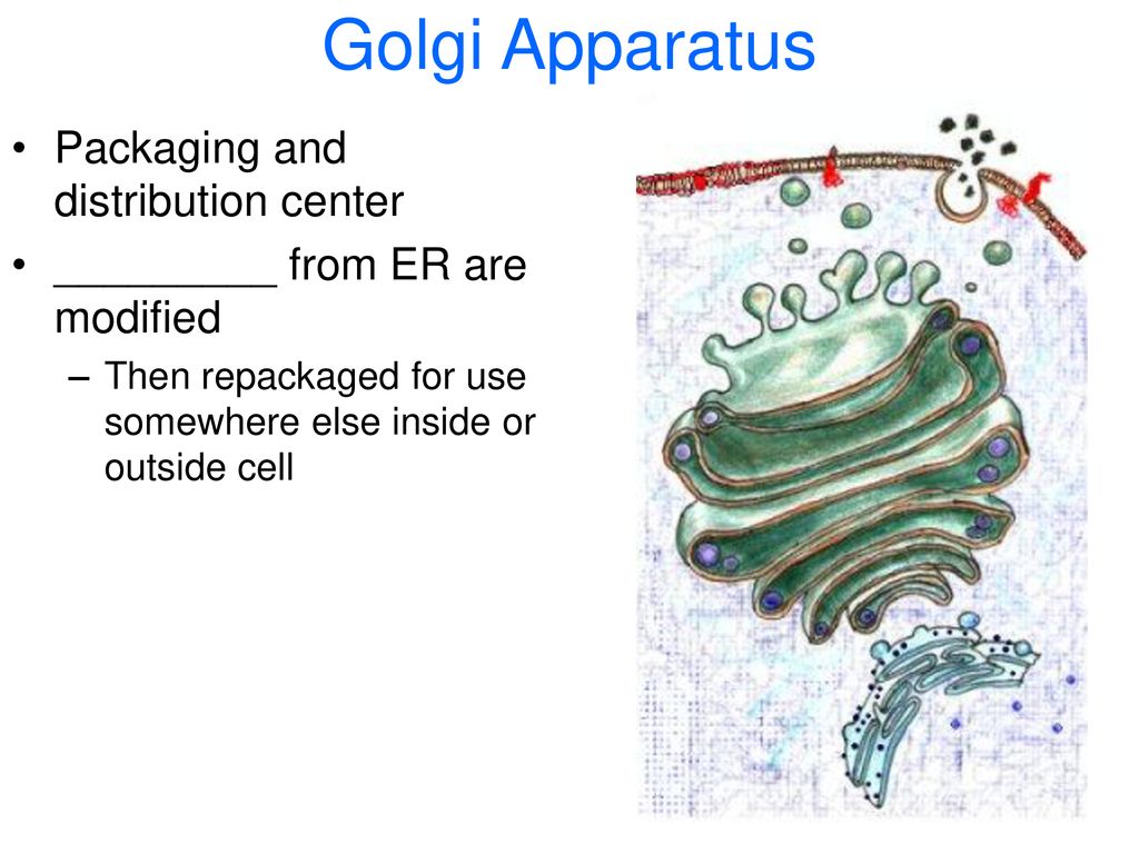 NUCLEUS Found in Eukaryotic cells Holds cells Biology Diagrams