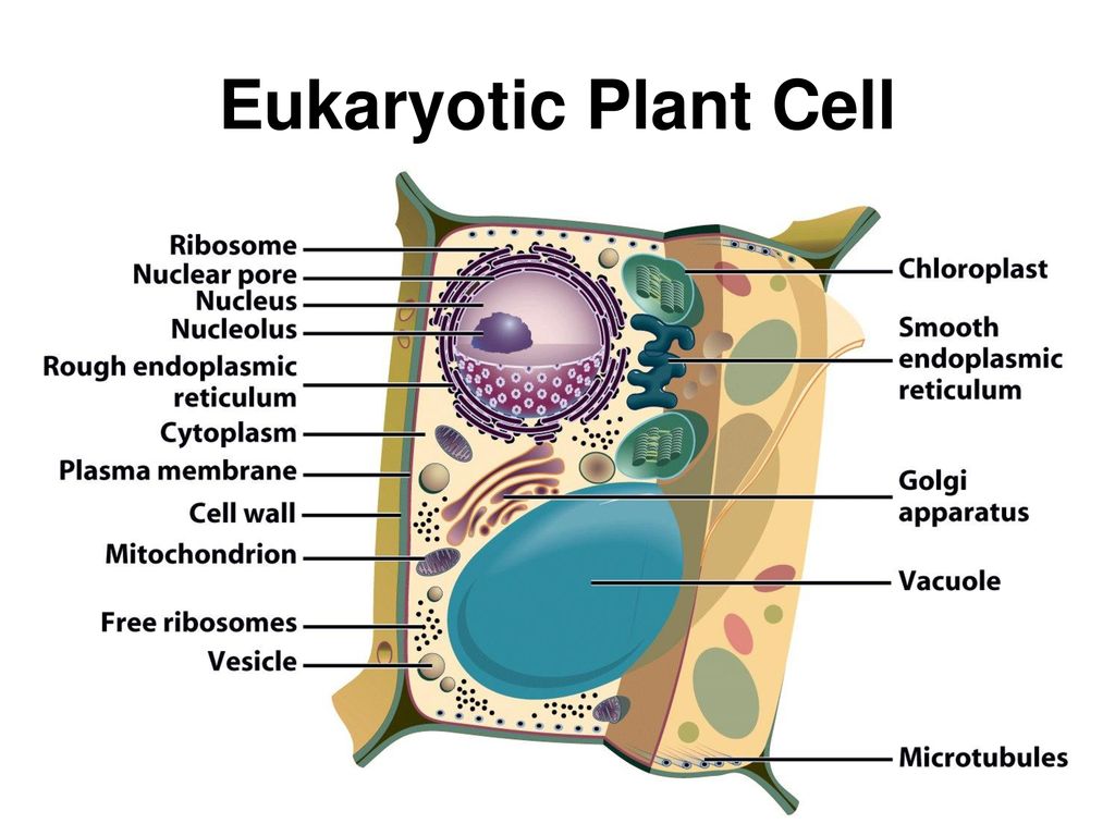 Eukaryotic Plant Cell