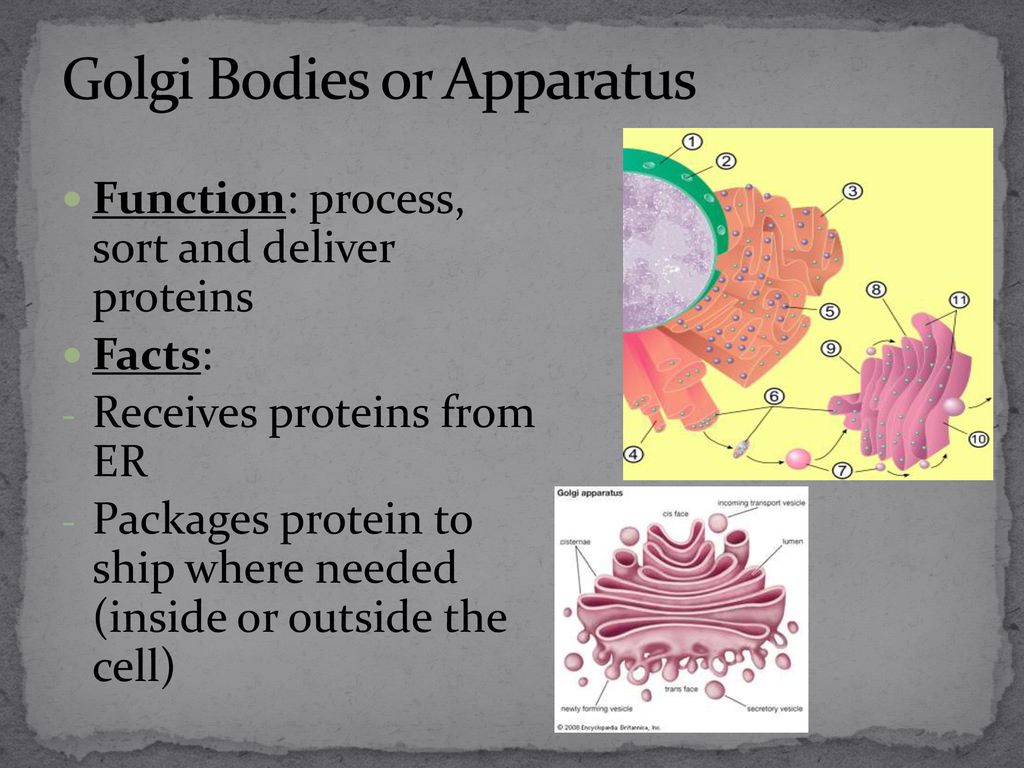 Golgi Bodies or Apparatus