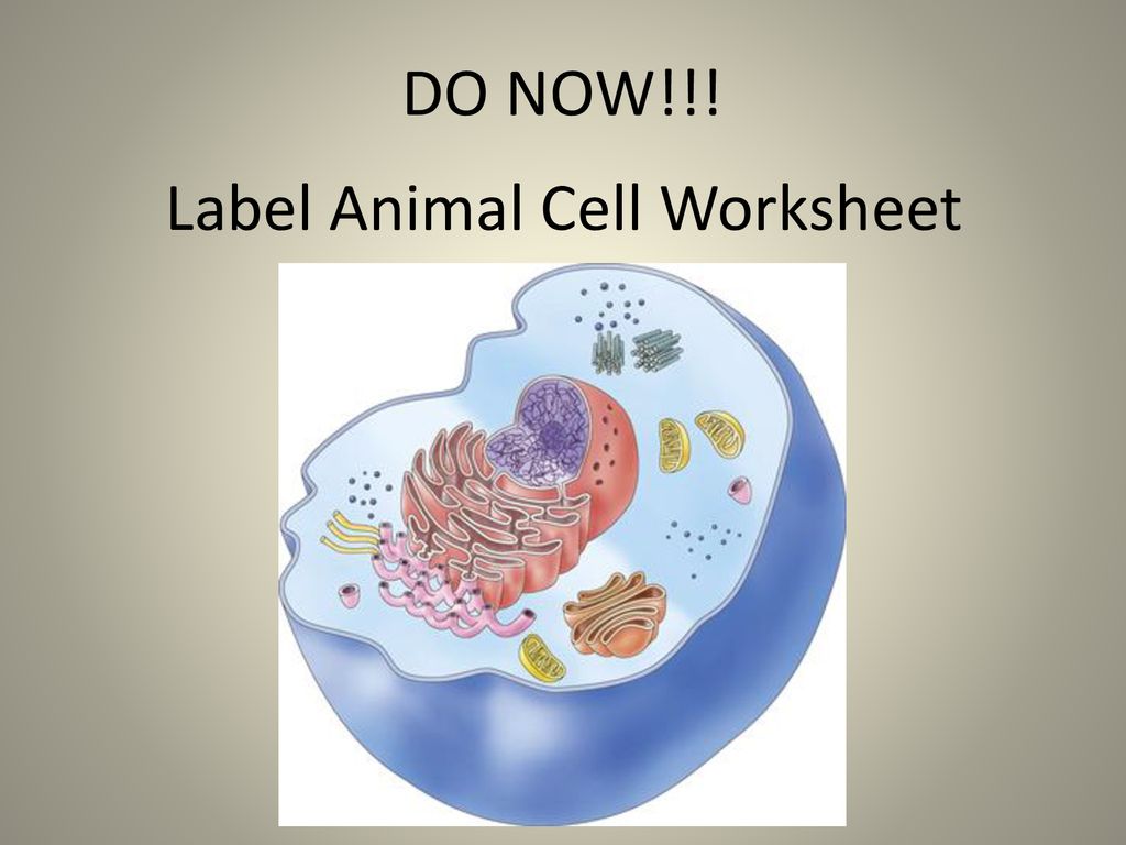 Simplified Animal Cell Quizlet : Cell Structure Cells As The Basic Units Of Life Siyavula : Plant cells have a cell wall, chloroplasts, plasmodesmata, and plastids used for storage, and a large central vacuole, whereas animal cells do not.
