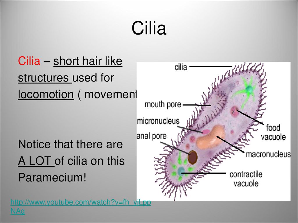 Cilia Cilia – short hair like structures used for locomotion ( movement) Notice that there are A LOT of cilia on this Paramecium!
