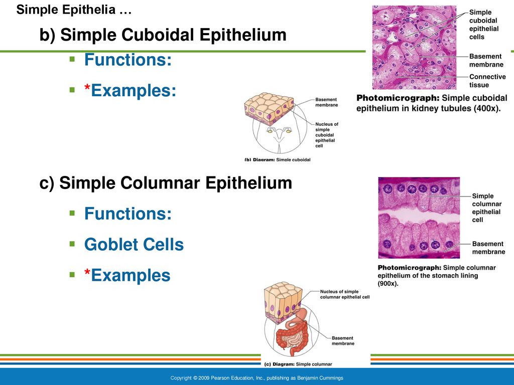 CH3 Cells And Tissues … Power Point Part B - Ppt Download