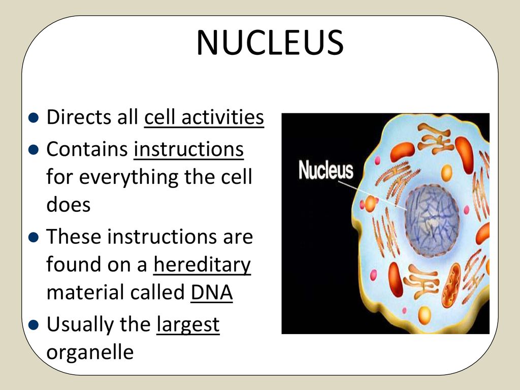 CELLS. - ppt download