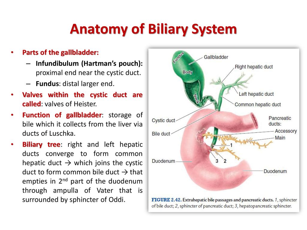 gallbladder infundibulum