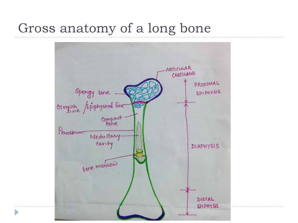 Long Bone Gross Anatomy Quizlet