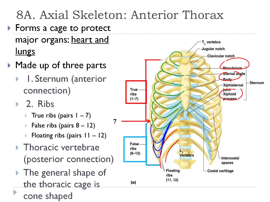 Human Anatomy and Physiology Unit 4 - ppt download