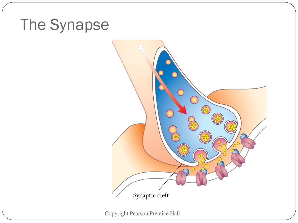 SYNAPSE X CRACKED BY PEANGELL – Telegraph