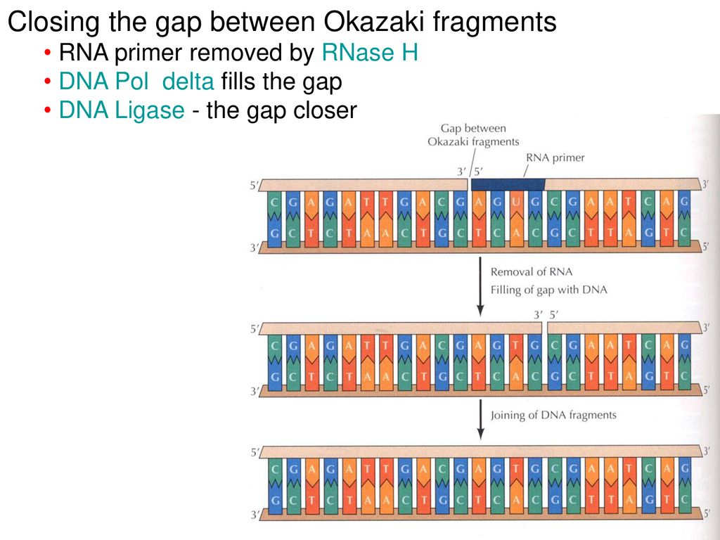 Closing the gap between Okazaki fragments