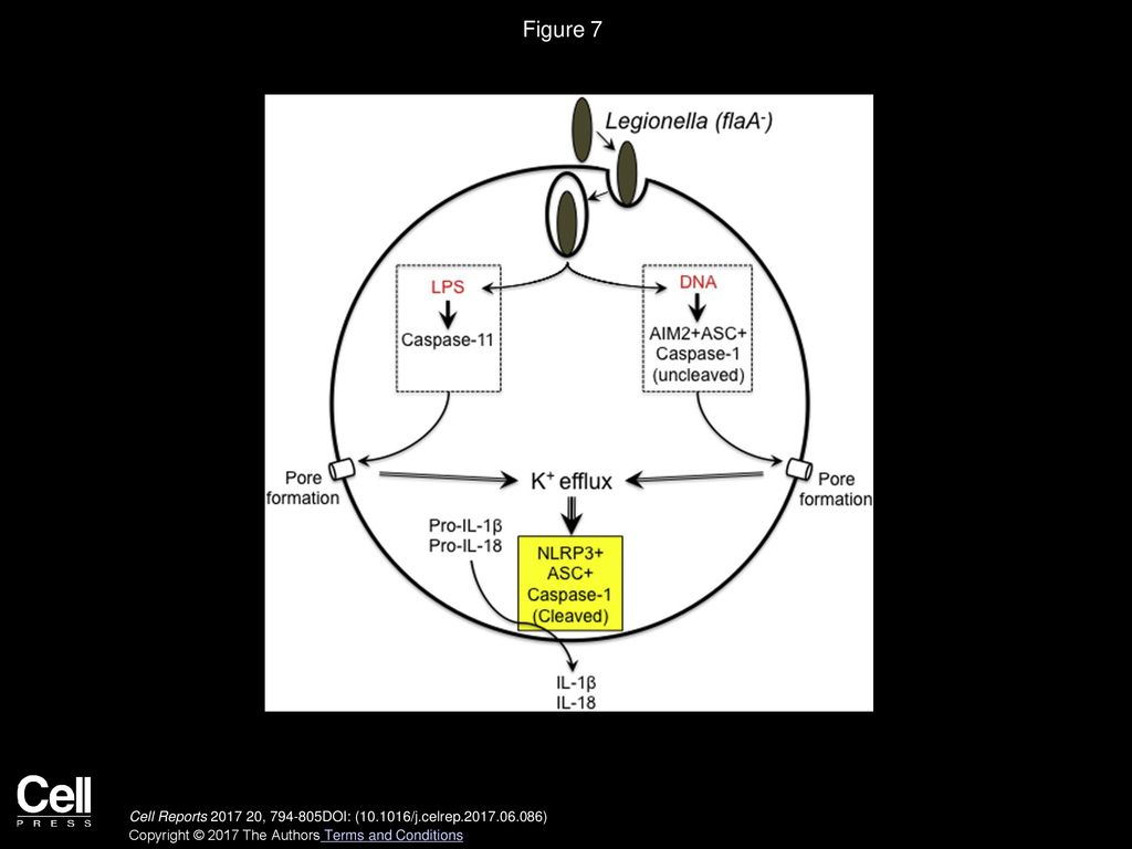 Figure 7 AIM2 Engages Active but Uncleaved Caspase-1 to Trigger the Noncanonical Activation of NLRP3 Inflammasome.