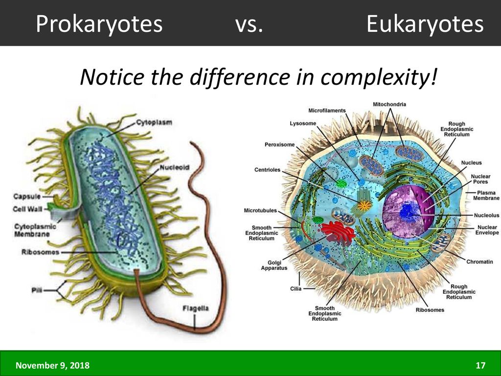 Cell Theory Prokaryotes & Eukaryotes. - Ppt Download