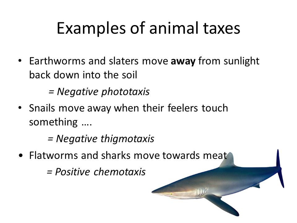 ORIENTATION RESPONSES - ppt video online download ORIENTATION RESPONSES - ppt video online download