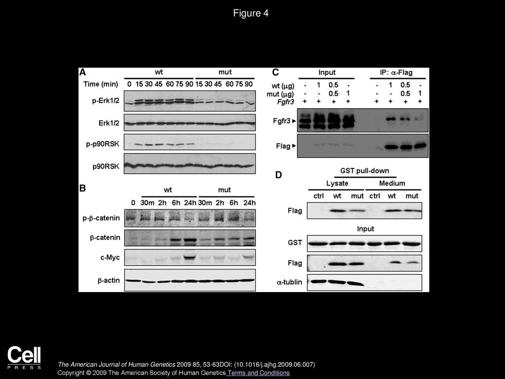 Figure 4 Compromised Activation of Erk1/2 and Wnt Signaling Pathways as a Result of Decreased Receptor Binding of FGF9S99N.