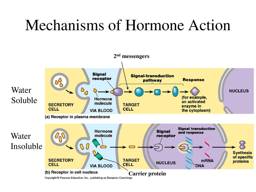 Mechanism of action. The mechanism of Action of Hormones. The mechanism of Action of Steroid Hormones. Cell mechanisms of Action of Hormones. Metformin mechanism of Action.