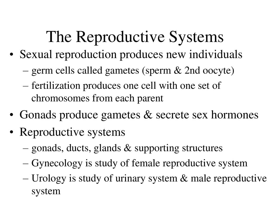 The Reproductive Systems - ppt download