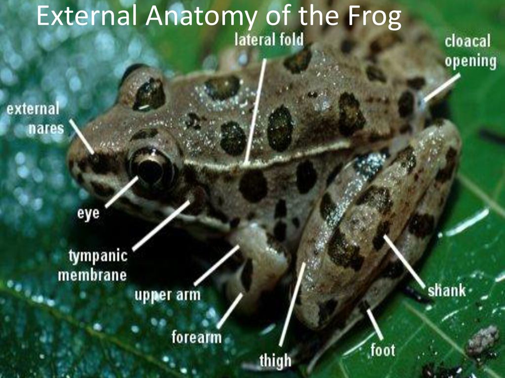 Frog Dissection Ppt Download