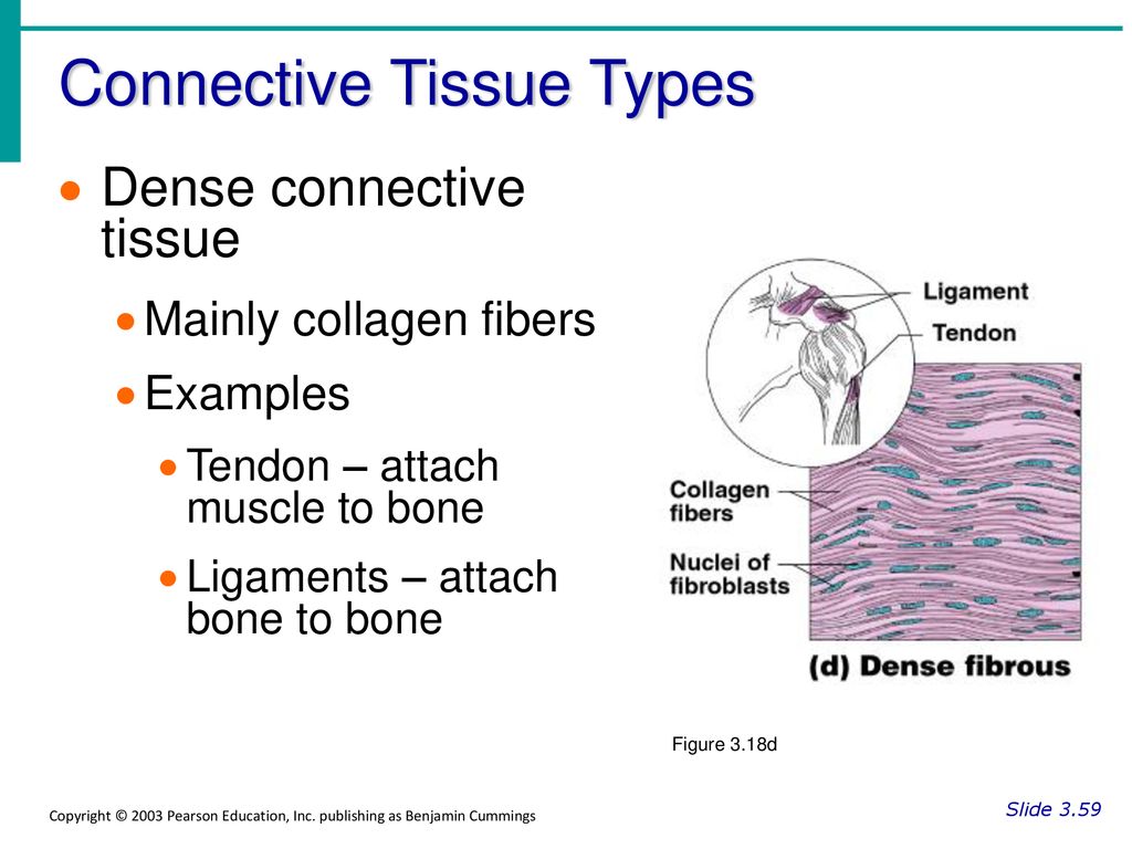 Body Tissues Cells Are Specialized For Particular Functions Tissues 