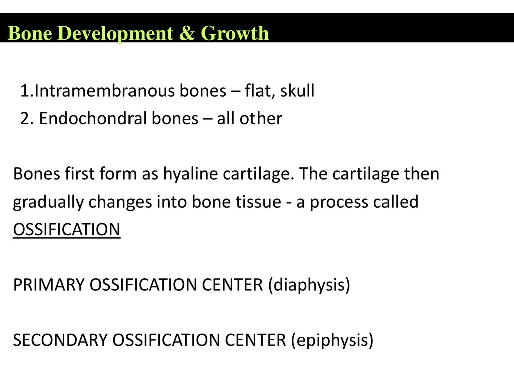 Functions of the Skeletal System Biology Diagrams