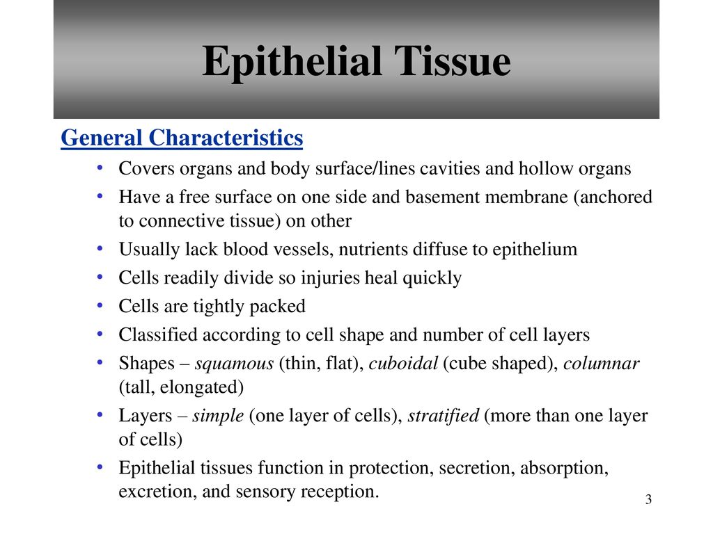 Chapter 5 Tissues Copyright The McGraw Biology Diagrams