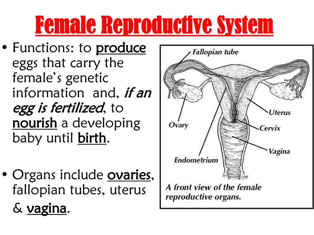 Reproductive System. - ppt download