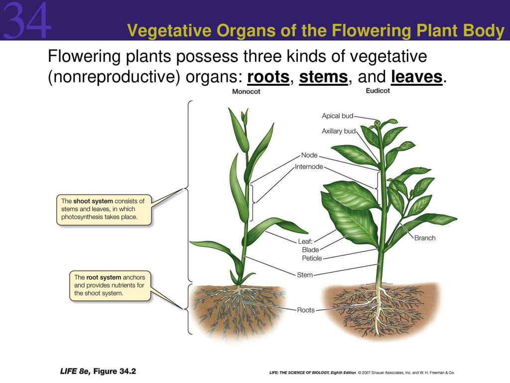 Plant body. Vegetative propagation of Plants. Vegetative Plant cultivation Scientific lists graphs Tables. What do roots Stems and leaves do.
